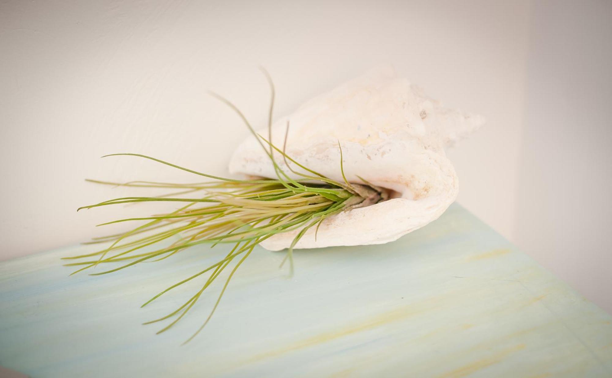 Les 4 Elements Bed & Breakfast Tourrettes-sur-Loup Ruang foto